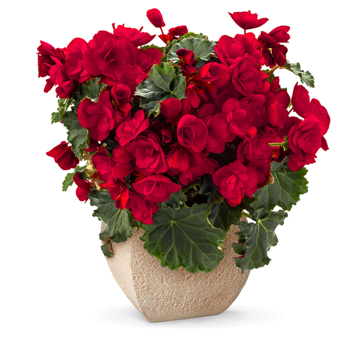 Chậu hoa Begonia đỏ