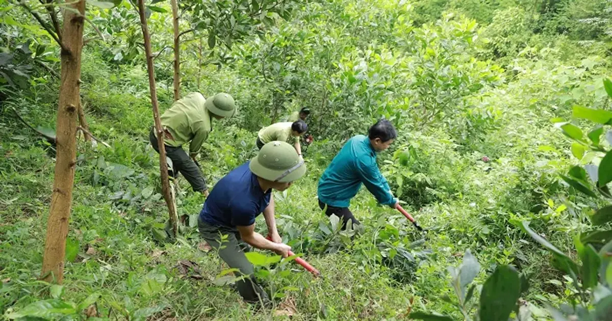Người nông dân Quảng Trị thu 300 - 400 triệu đồng nhờ "trồng cây"