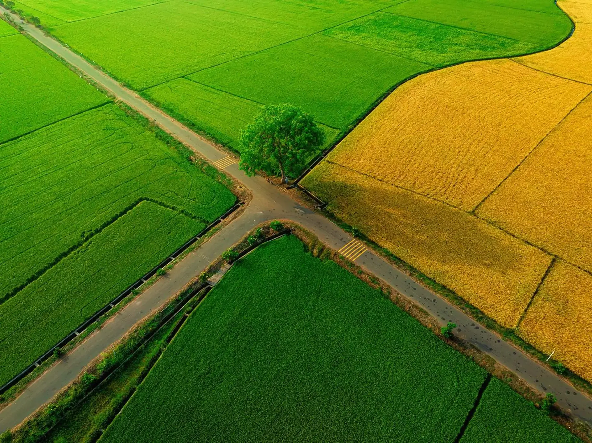 Cánh đồng lúa chưa chín đều thành 2 màu xanh - vàng gây sốt ở TPHCM - 1 Cánh đồng lúa chưa chín đều thành 2 màu xanh - vàng gây sốt ở TPHCM - 1